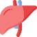 Liver