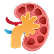 Kidney